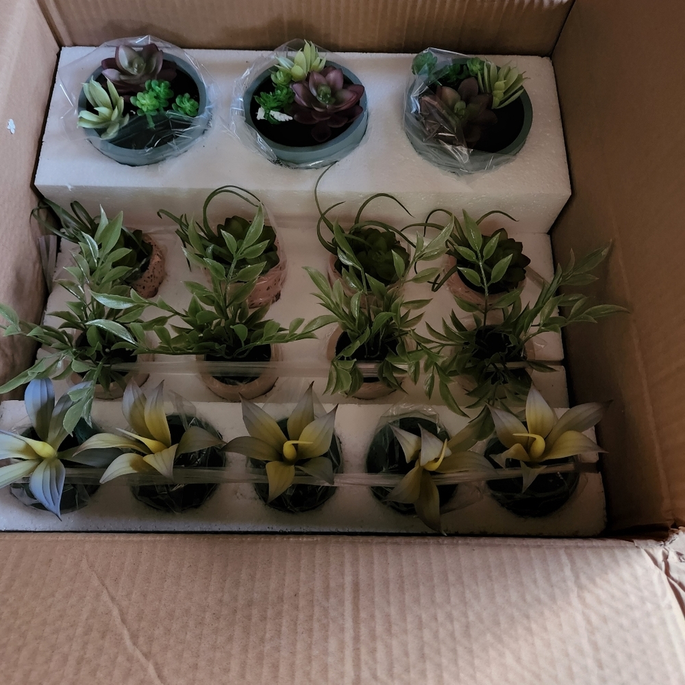 Potted Succulent